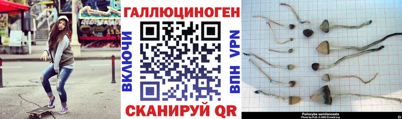 Галлюциногенные грибы Cubensis  Междуреченск 